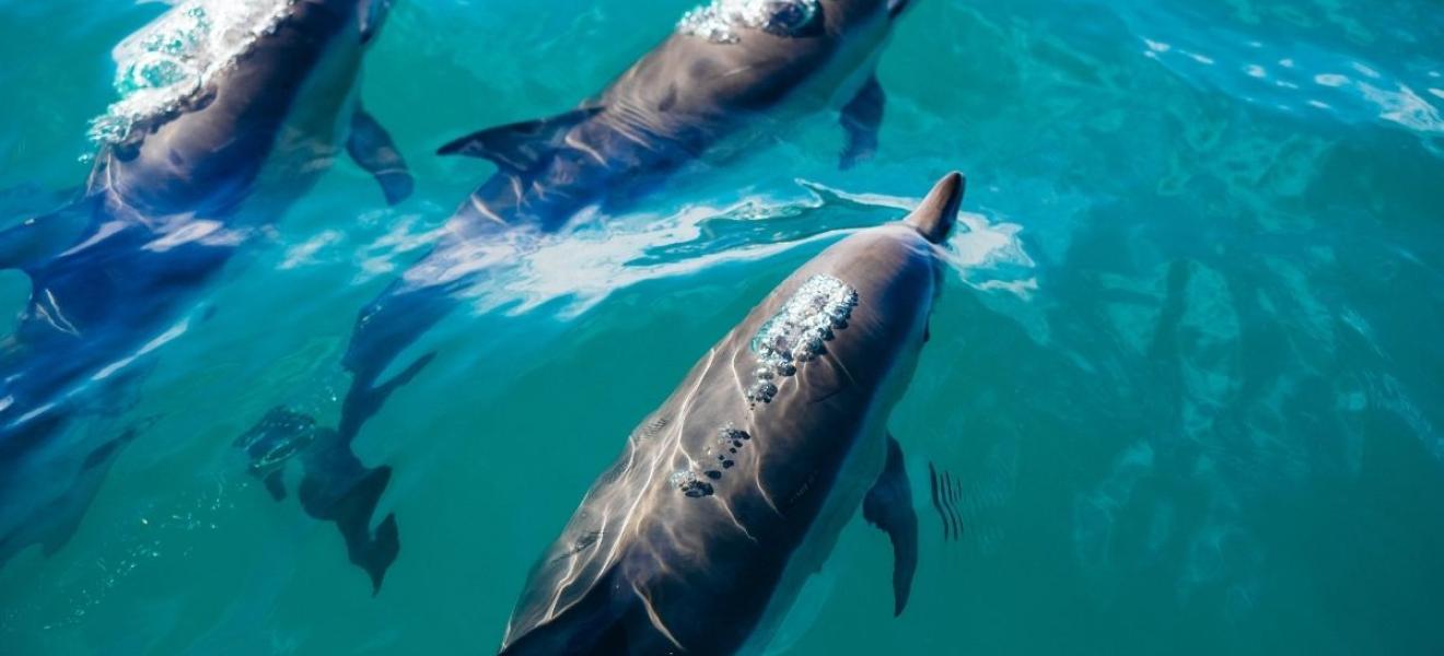 Three dolphins swimming through clear water, seen from above