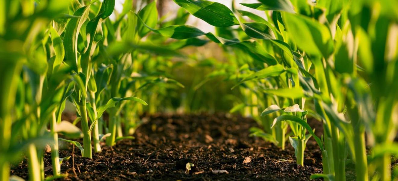 Agri A row of crops growing