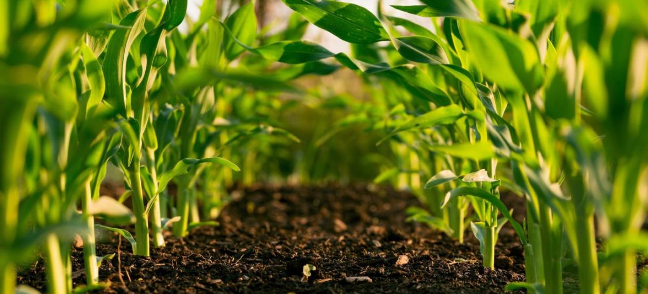 A row of crops growing