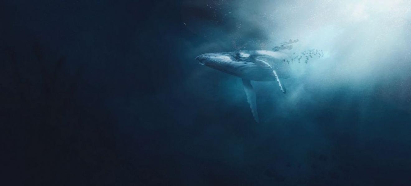 A whale A whale