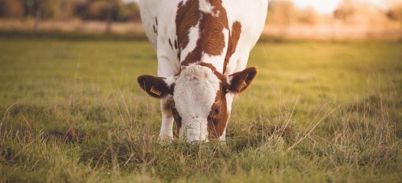 Cow Cow