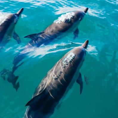 Three dolphins swimming through clear water, seen from above