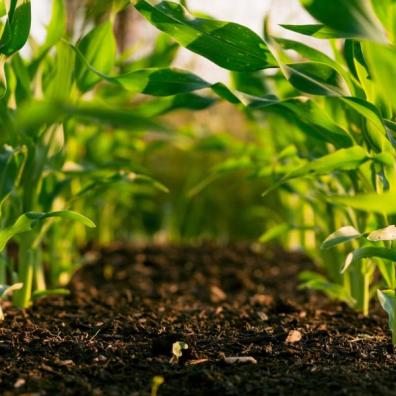 A row of crops growing