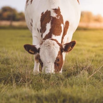 Cow